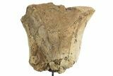Dinosaur Appendage Bone Section w/ Metal Stand - South Dakota #331131-1